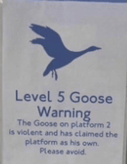 Silly Goose Warning GIF