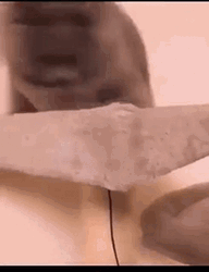 Silly Huh Cat Meme GIF