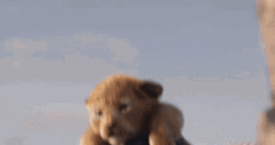 Simba Holding Samba GIF