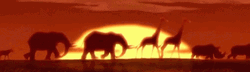 Simba's Pride Circle Of Life GIF
