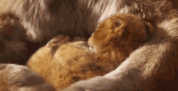 Simba Wake Up In Warmth And Comfort GIF
