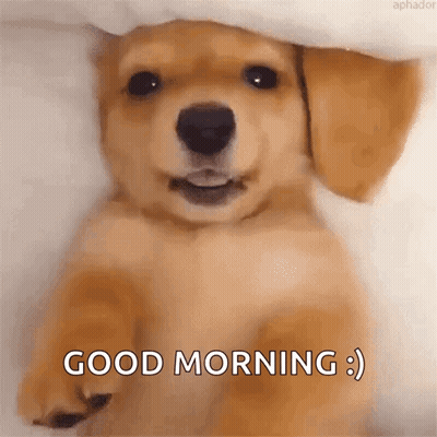 Sims Kitty Giving 50 Stretches GIF