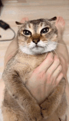 Singapura Attacked Cat Running GIF