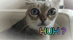 Singapura Huh Cat Meme GIF