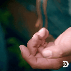 Single Piece Golden Nugget Meme GIF
