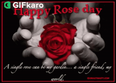 Single Rose My Garden ... Single Friend My World
