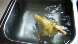Sink Duck Spinning  GIF