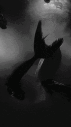 Siren Under The Sea GIF