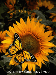 Sister By Soul I Love You Sunflower Butterfly GIF