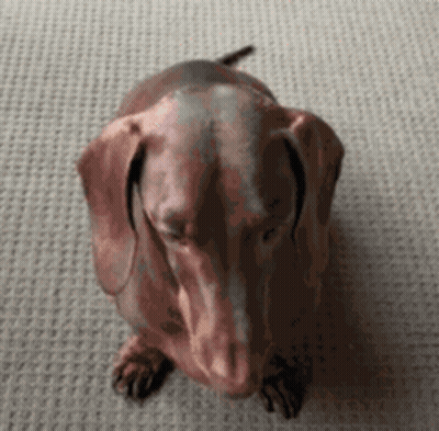 Sitting Dachshund Looking Up GIF