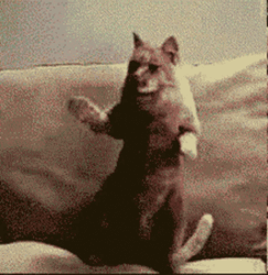 Sitting On The Couch Dancing Cat Meme GIF