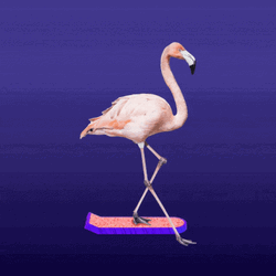 Skating Flamingo GIF