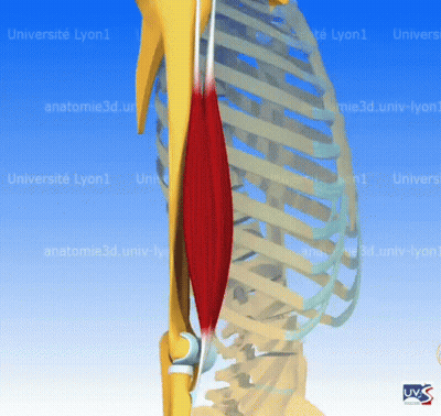 Skeleton 3D Model Universite Lyon1 GIF