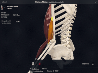 Skeleton And Muscles In Motion On Screen GIF