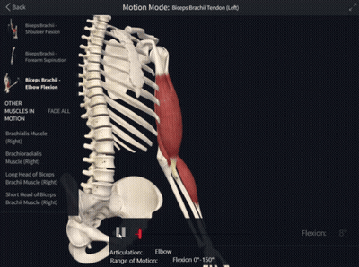 Skeleton And Muscles Showing Biceps Tendon GIF