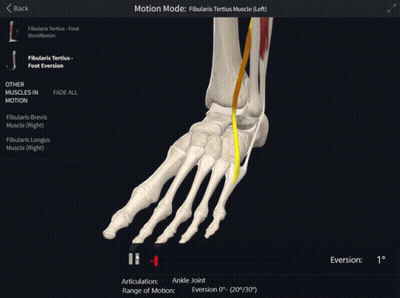 Skeleton Foot With Motion Mode GIF