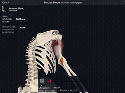 Skeleton On Computer Screen With Motion Mode GIF
