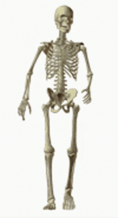 Skeleton Standing GIF