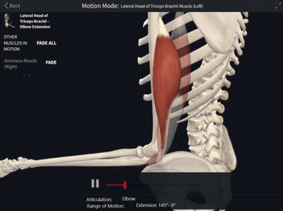 Skeleton With Muscles On Computer Screen GIF