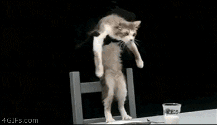 Skinny Cat Breakdancing Together GIF