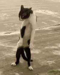 Skinny Cat Standing GIF