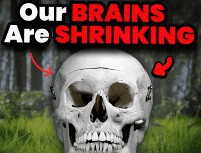 Skull With Our Brains Are Shrinking GIF