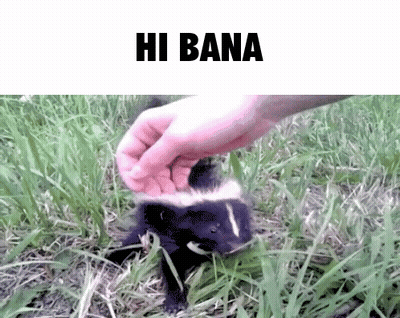 Skunk Being Petted With Hi Bana GIF
