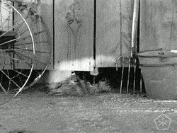 Skunk Outside The Barn GIF
