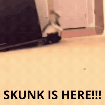 Skunk Saying Skunk Is Here GIF