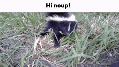 Skunk Standing In Grass Saying Hi Noup GIF