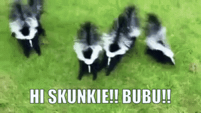 Skunks Saying Hi Skunkie Bubu GIF