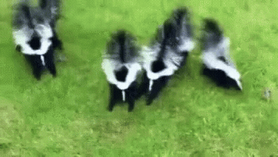 Skunks Standing on Grass Field