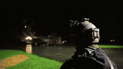 Skunks Standing On Grass Field GIF