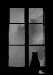 Sky Cat On Window