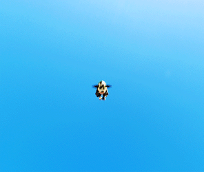 Skydiving Cow Spinning With Parachute GIF