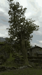 Slant Big Oak Tree