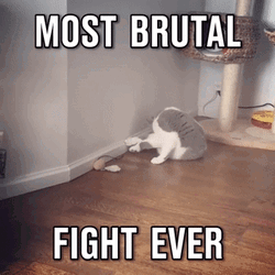 Slap Fight Angry Cats GIF