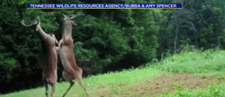 Slap Fight Nature Deer GIF