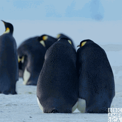 Slap Fight Penguin GIF
