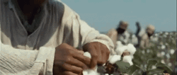 Slave Actor Chiwetel Ejiofor Harvesting Cotton GIF