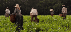Slaves Working In Field Period Movie GIF