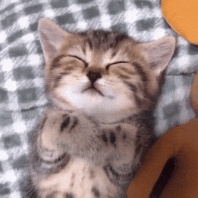 Sleep Kitty GIF