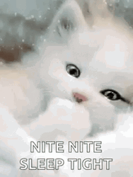 Sleep Tight Cute White Kitty GIF