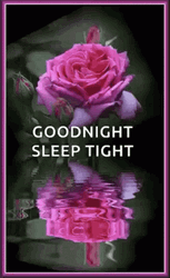 Sleep Tight Good Night Pink Roses GIF