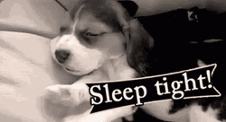 Sleep Well Yawning Dog GIF