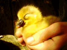 Sleeping And Snoring Duckling