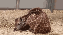 Sleeping Baby Giraffe