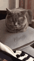 Sleeping Cat Drooling GIF