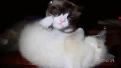 Sleeping Cat Lick Fall GIF