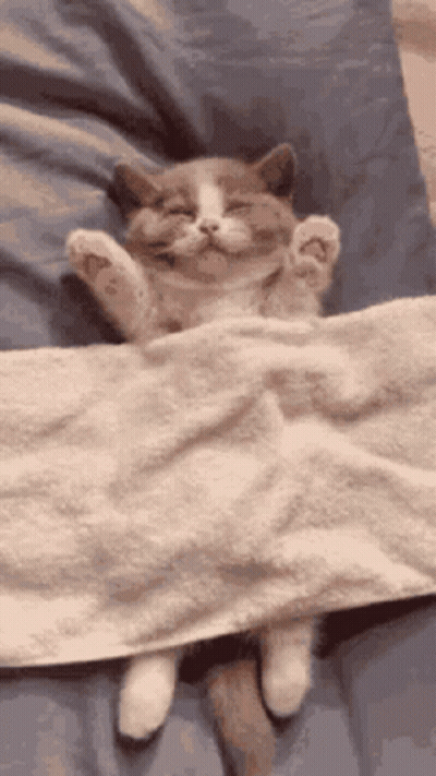 Sleeping Cat Under Blanket GIF